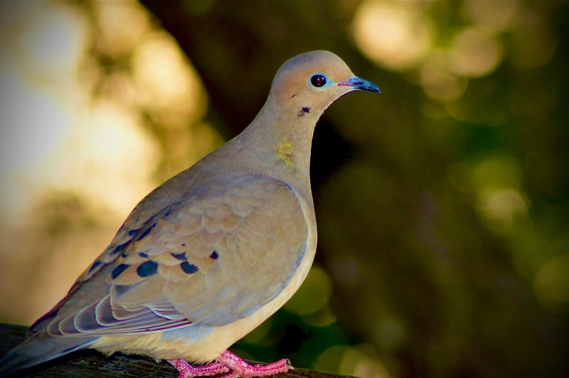 1505 Golden Gate Parkway