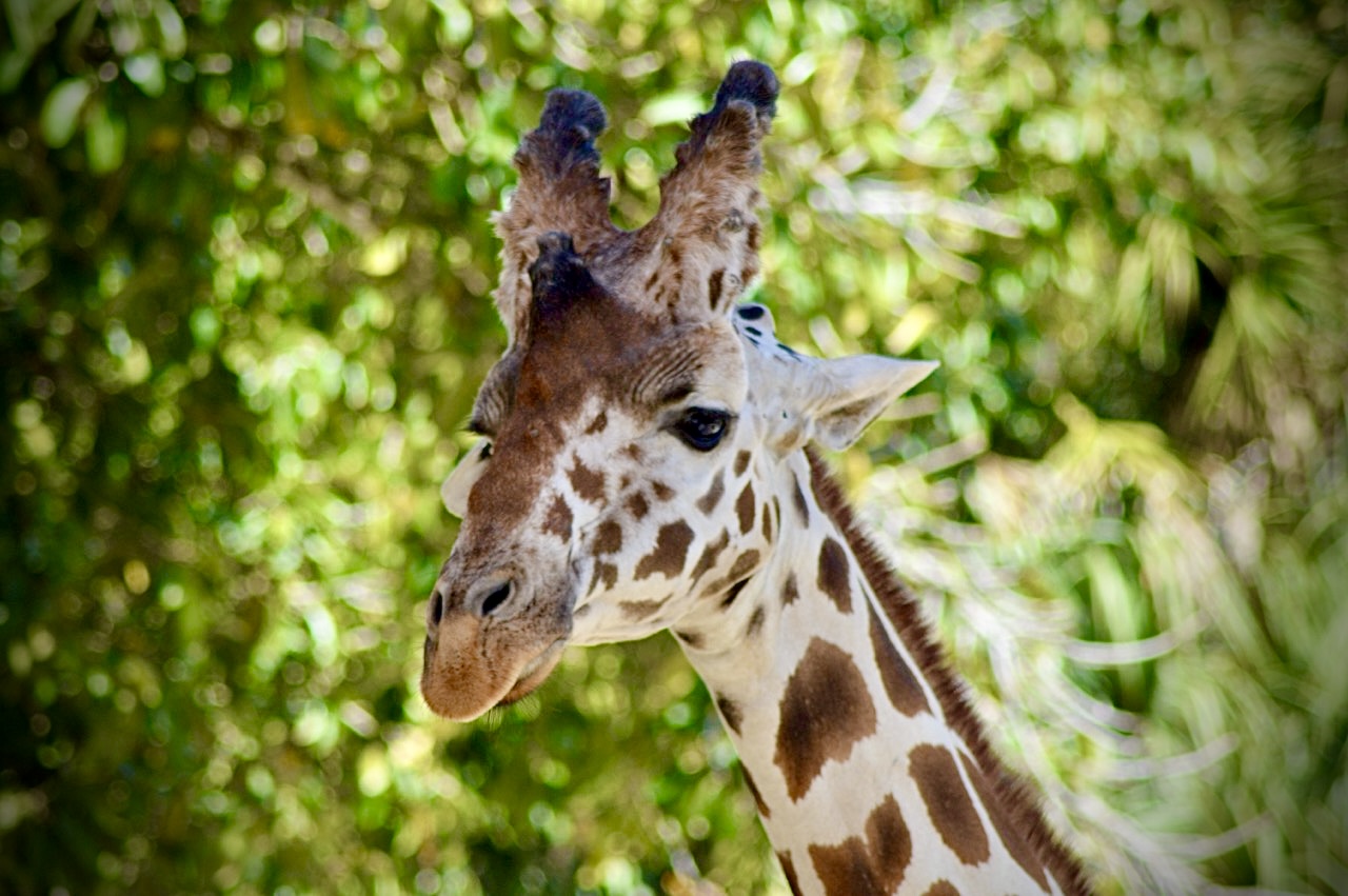 1316 5th Avenue North