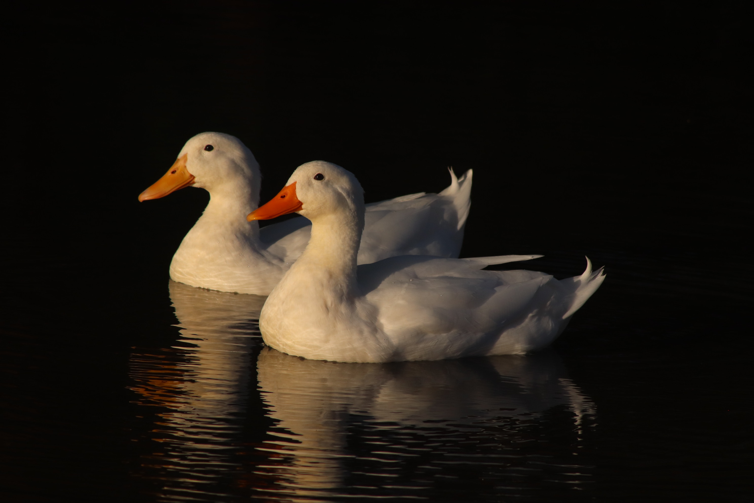 737 East Aviation Boulevard