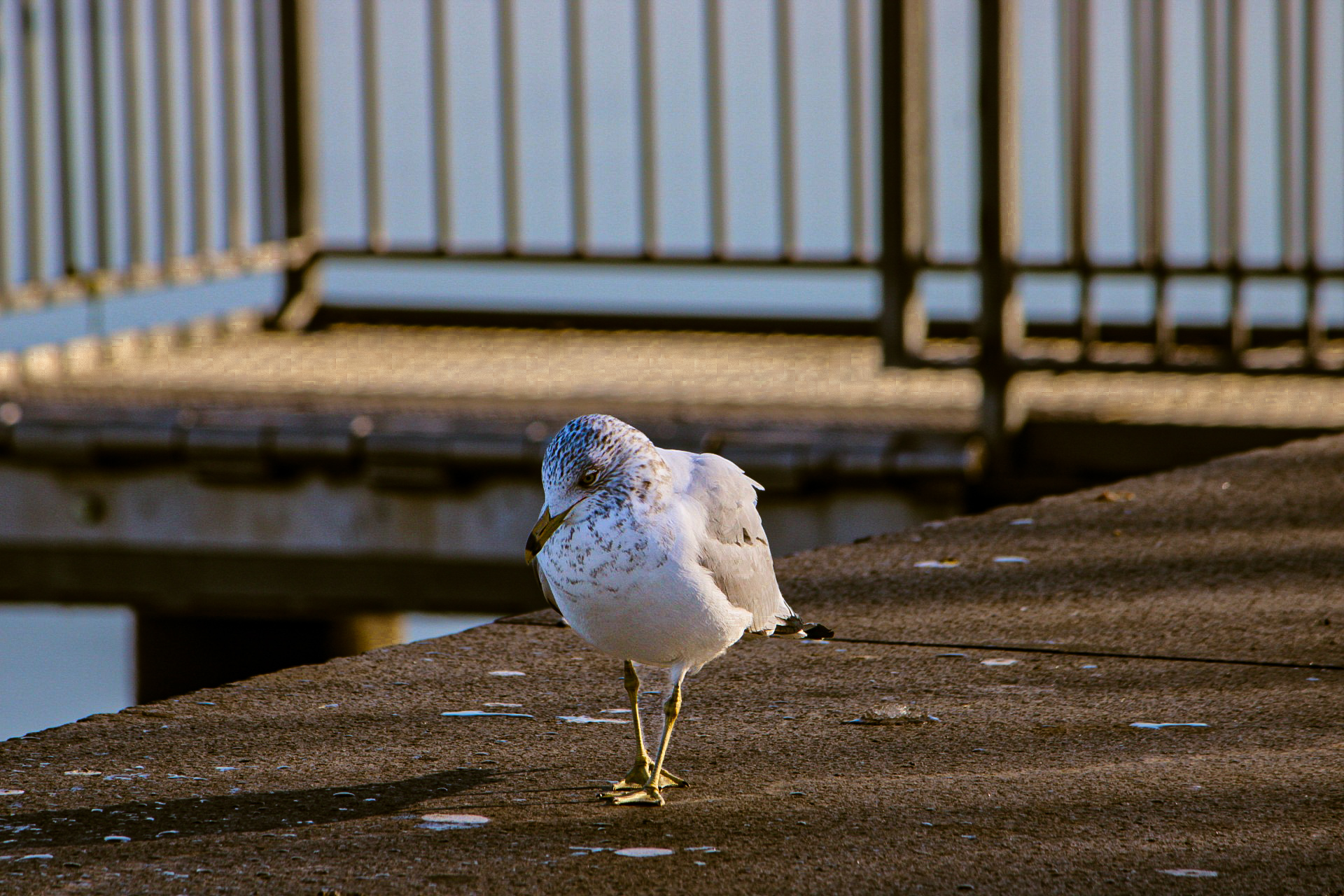 200 North Christopher Columbus Boulevard