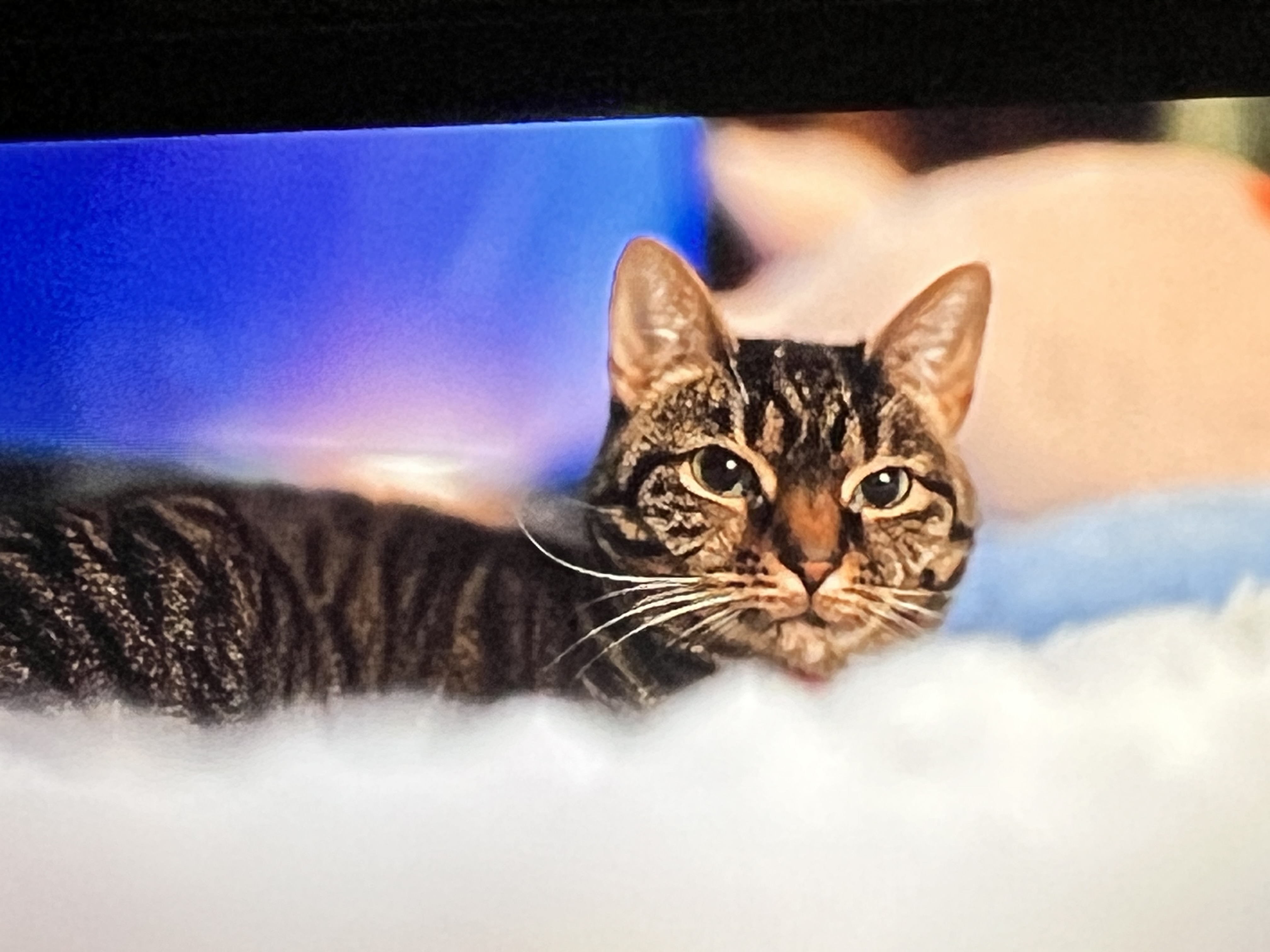 27503 Mount Radnor Drive