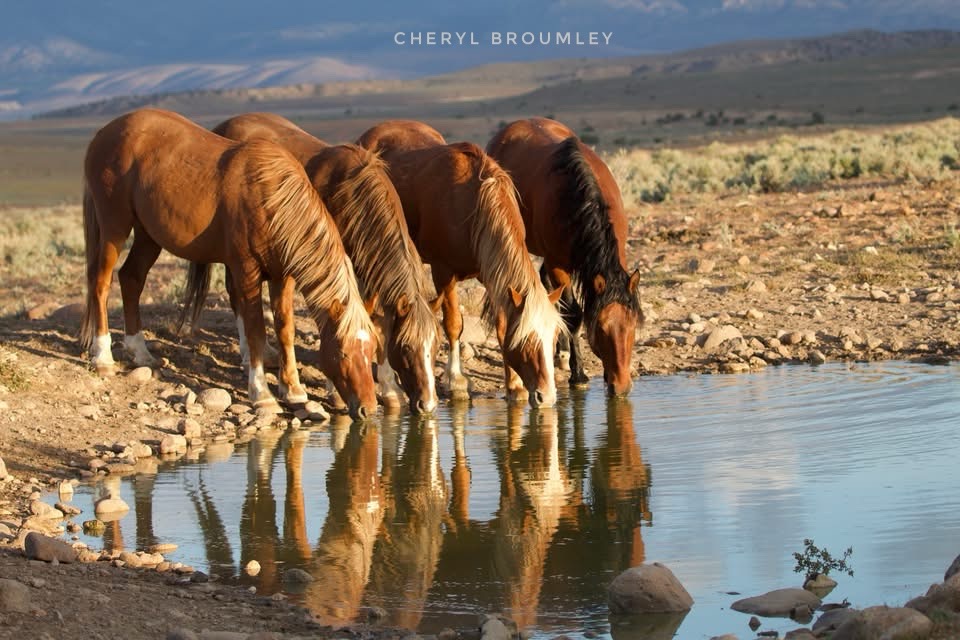 3075 Eastlake Boulevard