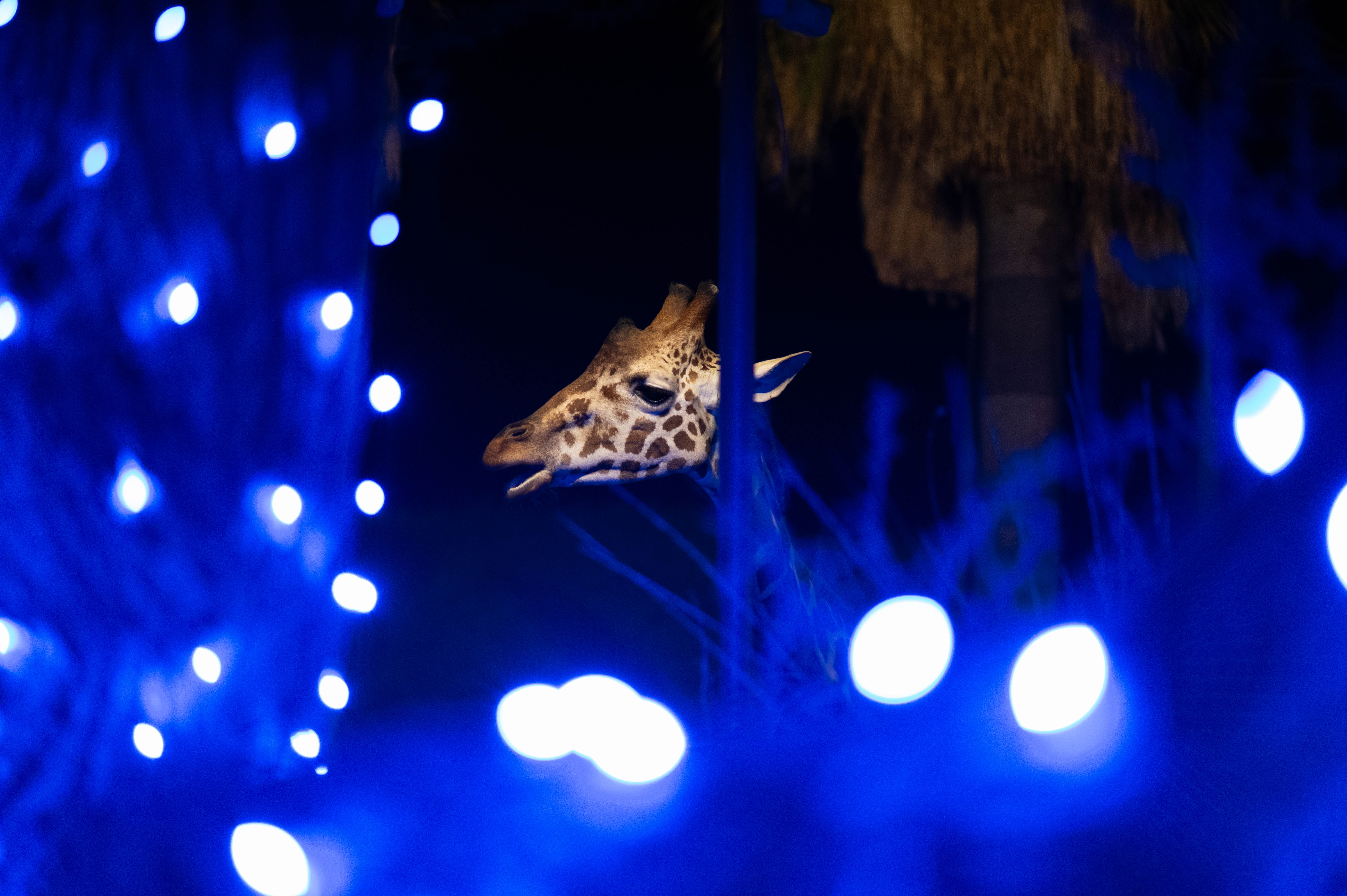 47900 Portola Avenue