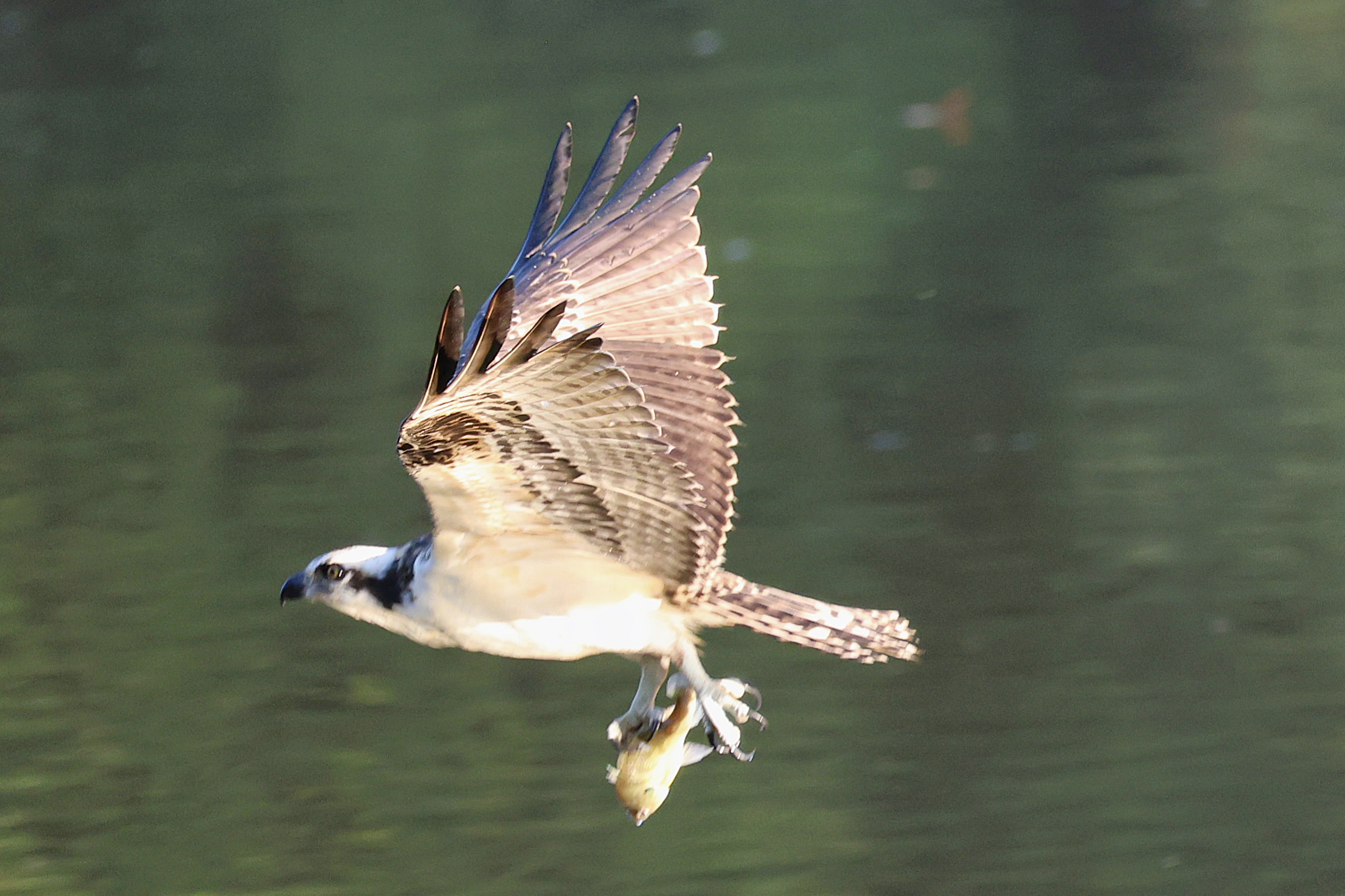 271 Saw Mill River Parkway