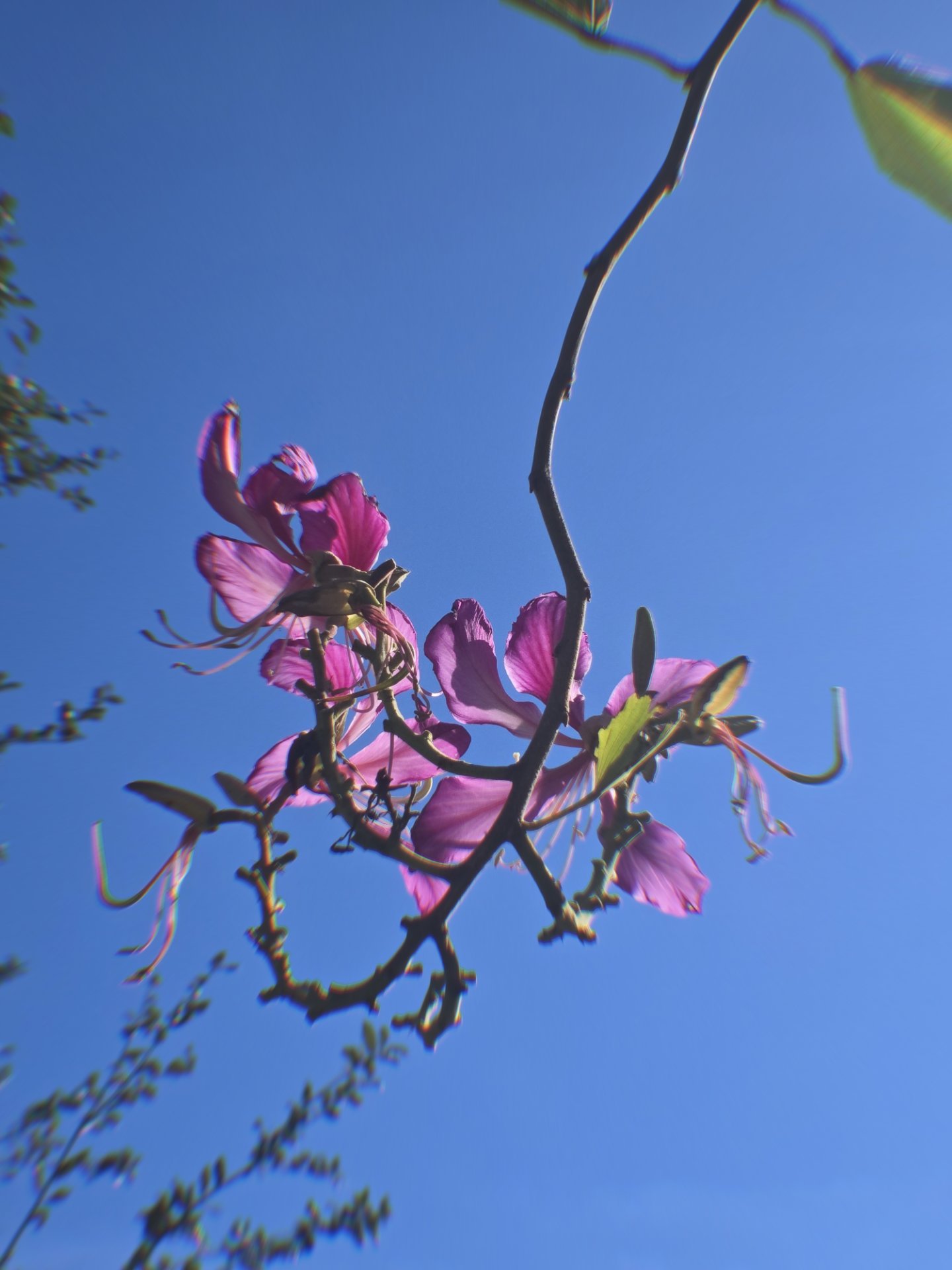 194 Santa Clara Drive