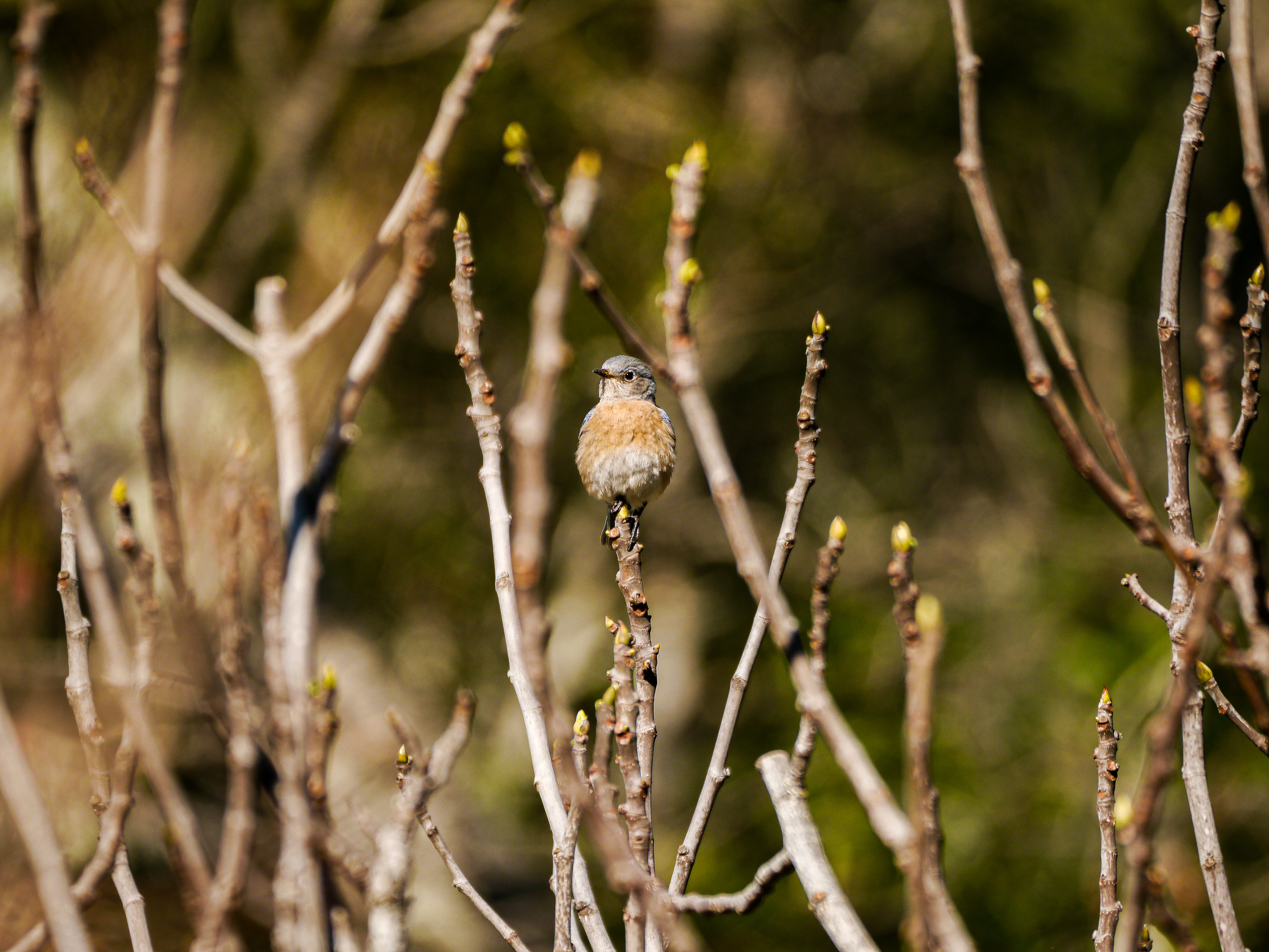 750 Linda Falls Terrace